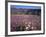 California, Anza Borrego Desert Sp, Sand Verbena and Primrose-Christopher Talbot Frank-Framed Photographic Print