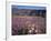 California, Anza Borrego Desert Sp, Sand Verbena and Primrose-Christopher Talbot Frank-Framed Photographic Print