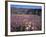 California, Anza Borrego Desert Sp, Sand Verbena and Primrose-Christopher Talbot Frank-Framed Photographic Print