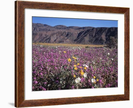 California, Anza Borrego Desert Sp, Sand Verbena and Primrose-Christopher Talbot Frank-Framed Photographic Print