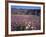 California, Anza Borrego Desert Sp, Sand Verbena and Primrose-Christopher Talbot Frank-Framed Photographic Print