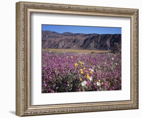 California, Anza Borrego Desert Sp, Sand Verbena and Primrose-Christopher Talbot Frank-Framed Photographic Print