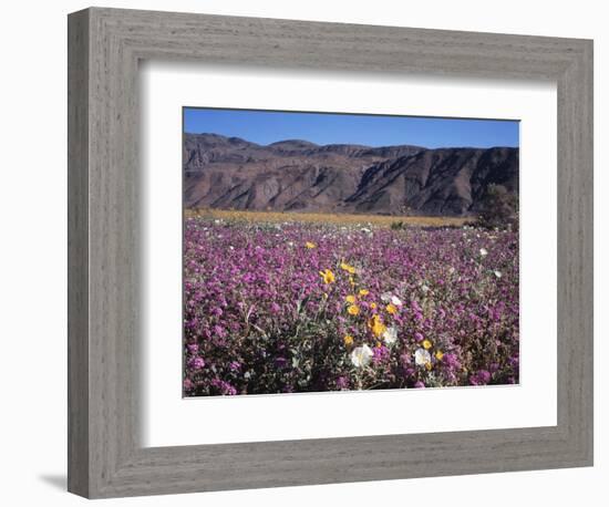 California, Anza Borrego Desert Sp, Sand Verbena and Primrose-Christopher Talbot Frank-Framed Photographic Print