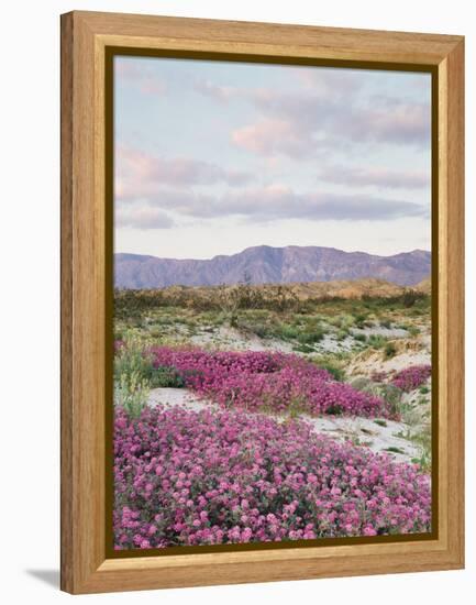 California, Anza Borrego Desert Sp, Sand Verbena in the Desert-Christopher Talbot Frank-Framed Premier Image Canvas