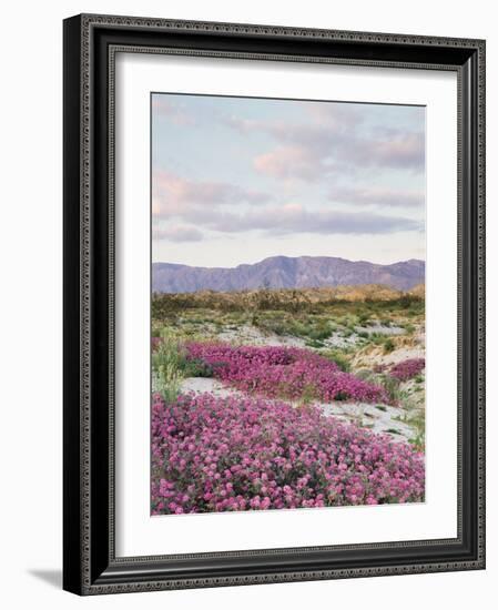 California, Anza Borrego Desert Sp, Sand Verbena in the Desert-Christopher Talbot Frank-Framed Photographic Print