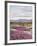 California, Anza Borrego Desert Sp, Sand Verbena in the Desert-Christopher Talbot Frank-Framed Photographic Print