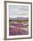 California, Anza Borrego Desert Sp, Sand Verbena in the Desert-Christopher Talbot Frank-Framed Photographic Print