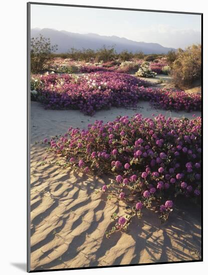 California, Anza Borrego Desert Sp, Sand Verbena on a Sand Dune-Christopher Talbot Frank-Mounted Photographic Print