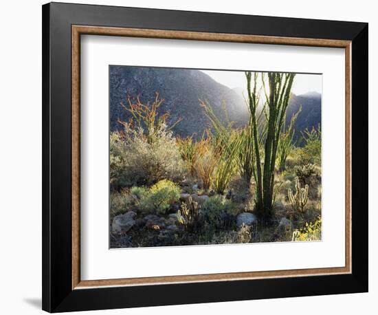 California, Anza Borrego Desert Sp, the Sunset Through Ocotillos-Christopher Talbot Frank-Framed Photographic Print