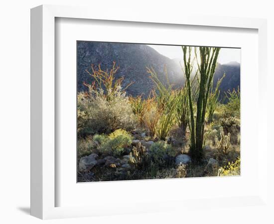 California, Anza Borrego Desert Sp, the Sunset Through Ocotillos-Christopher Talbot Frank-Framed Photographic Print