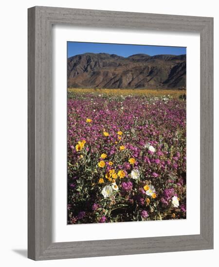 California, Anza Borrego Desert Sp, Wildflowers in Desert-Christopher Talbot Frank-Framed Photographic Print