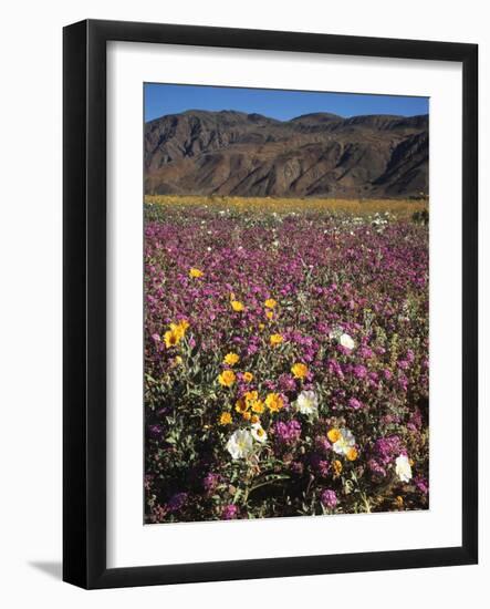California, Anza Borrego Desert Sp, Wildflowers in Desert-Christopher Talbot Frank-Framed Photographic Print