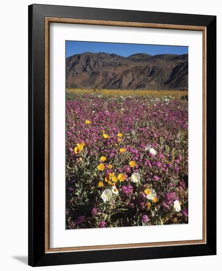 California, Anza Borrego Desert Sp, Wildflowers in Desert-Christopher Talbot Frank-Framed Photographic Print