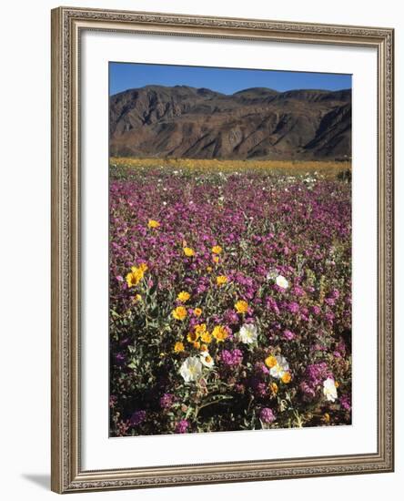 California, Anza Borrego Desert Sp, Wildflowers in Desert-Christopher Talbot Frank-Framed Photographic Print