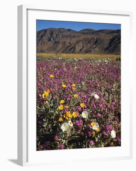 California, Anza Borrego Desert Sp, Wildflowers in Desert-Christopher Talbot Frank-Framed Photographic Print