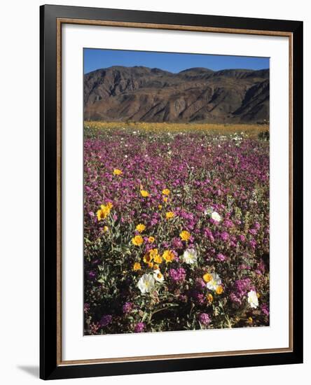 California, Anza Borrego Desert Sp, Wildflowers in Desert-Christopher Talbot Frank-Framed Photographic Print