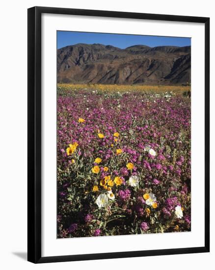 California, Anza Borrego Desert Sp, Wildflowers in Desert-Christopher Talbot Frank-Framed Photographic Print