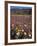 California, Anza Borrego Desert Sp, Wildflowers in Desert-Christopher Talbot Frank-Framed Photographic Print