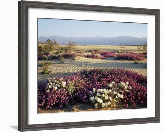 California, Anza Borrego Desert Sp, Wildflowers on a Sand Dune-Christopher Talbot Frank-Framed Photographic Print