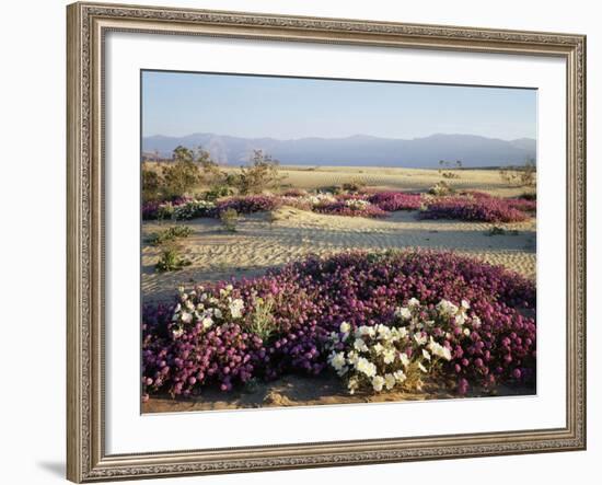 California, Anza Borrego Desert Sp, Wildflowers on a Sand Dune-Christopher Talbot Frank-Framed Photographic Print