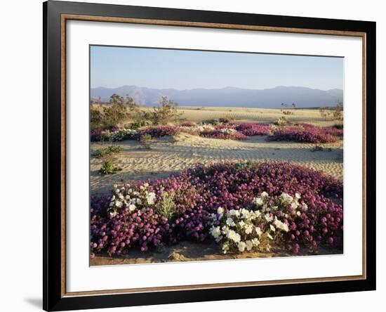 California, Anza Borrego Desert Sp, Wildflowers on a Sand Dune-Christopher Talbot Frank-Framed Photographic Print