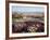 California, Anza Borrego Desert Sp, Wildflowers on a Sand Dune-Christopher Talbot Frank-Framed Photographic Print