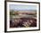 California, Anza Borrego Desert Sp, Wildflowers on a Sand Dune-Christopher Talbot Frank-Framed Photographic Print