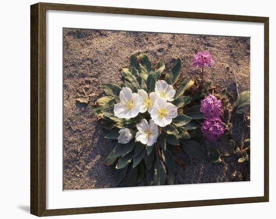 California, Anza Borrego Desert Sp, Wildflowers on a Sand Dune-Christopher Talbot Frank-Framed Photographic Print