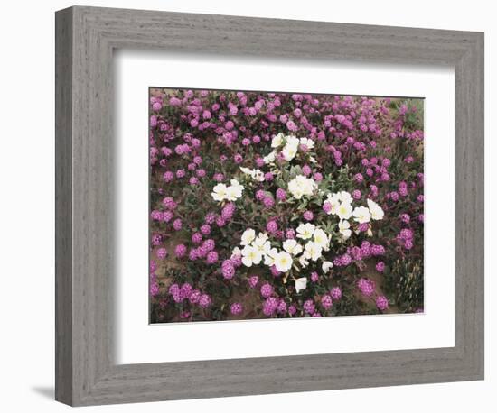 California, Anza Borrego Desert Sp, Wildflowers on a Sand Dune-Christopher Talbot Frank-Framed Photographic Print