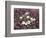 California, Anza Borrego Desert Sp, Wildflowers on a Sand Dune-Christopher Talbot Frank-Framed Photographic Print