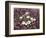 California, Anza Borrego Desert Sp, Wildflowers on a Sand Dune-Christopher Talbot Frank-Framed Photographic Print