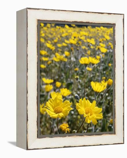 California, Anza Borrego Desert State Park, Desert Sunflowers-Christopher Talbot Frank-Framed Premier Image Canvas