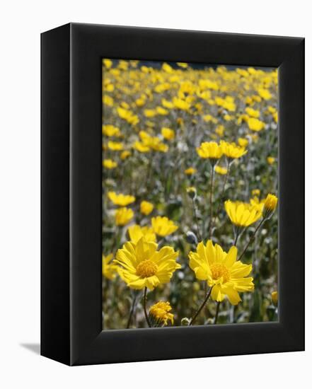 California, Anza Borrego Desert State Park, Desert Sunflowers-Christopher Talbot Frank-Framed Premier Image Canvas