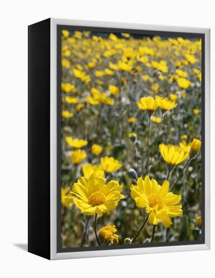 California, Anza Borrego Desert State Park, Desert Sunflowers-Christopher Talbot Frank-Framed Premier Image Canvas