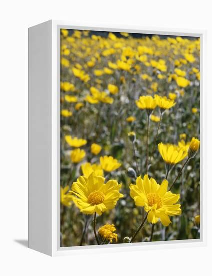 California, Anza Borrego Desert State Park, Desert Sunflowers-Christopher Talbot Frank-Framed Premier Image Canvas