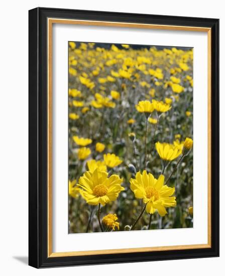 California, Anza Borrego Desert State Park, Desert Sunflowers-Christopher Talbot Frank-Framed Photographic Print