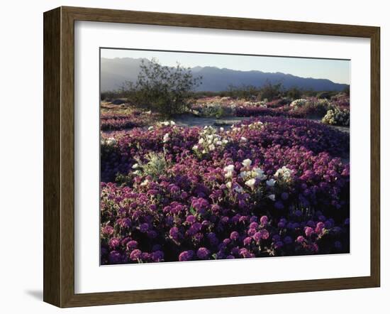 California, Anza Borrego Desert State Park, Desert Wildflowers-Christopher Talbot Frank-Framed Photographic Print