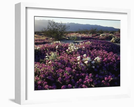 California, Anza Borrego Desert State Park, Desert Wildflowers-Christopher Talbot Frank-Framed Photographic Print