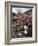 California, Anza Borrego Desert State Park, Desert Wildflowers-Christopher Talbot Frank-Framed Photographic Print