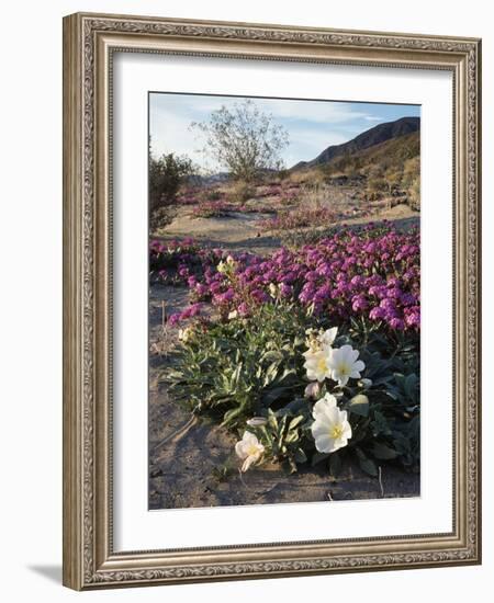 California, Anza Borrego Desert State Park, Desert Wildflowers-Christopher Talbot Frank-Framed Photographic Print