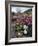 California, Anza Borrego Desert State Park, Desert Wildflowers-Christopher Talbot Frank-Framed Photographic Print