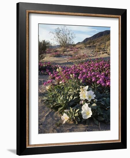 California, Anza Borrego Desert State Park, Desert Wildflowers-Christopher Talbot Frank-Framed Photographic Print