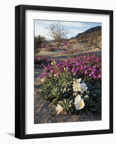 California, Anza Borrego Desert State Park, Desert Wildflowers-Christopher Talbot Frank-Framed Photographic Print