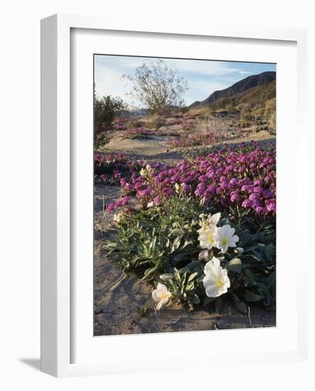 California, Anza Borrego Desert State Park, Desert Wildflowers-Christopher Talbot Frank-Framed Photographic Print