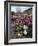 California, Anza Borrego Desert State Park, Desert Wildflowers-Christopher Talbot Frank-Framed Photographic Print