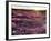 California, Anza Borrego Desert State Park, Desert Wildflowers-Christopher Talbot Frank-Framed Photographic Print