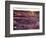 California, Anza Borrego Desert State Park, Desert Wildflowers-Christopher Talbot Frank-Framed Photographic Print