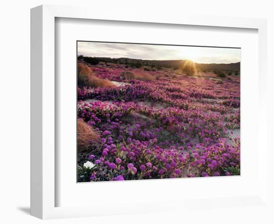 California, Anza Borrego Desert State Park, Desert Wildflowers-Christopher Talbot Frank-Framed Photographic Print