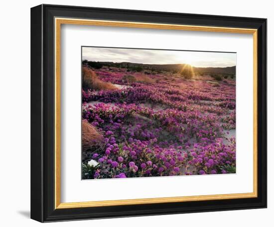 California, Anza Borrego Desert State Park, Desert Wildflowers-Christopher Talbot Frank-Framed Photographic Print