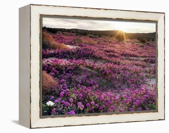 California, Anza Borrego Desert State Park, Desert Wildflowers-Christopher Talbot Frank-Framed Premier Image Canvas